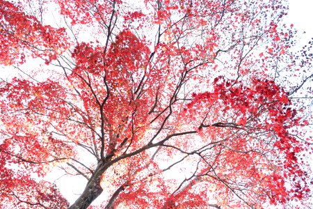 Natural the fall colors autumn leaves