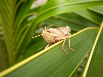 Grasshopper cricket insect