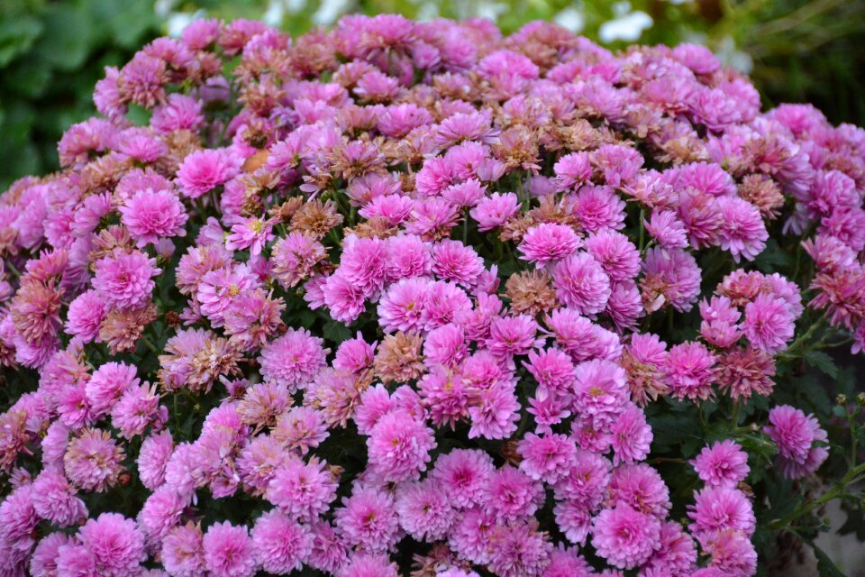 Chrysanthemum lilac flower