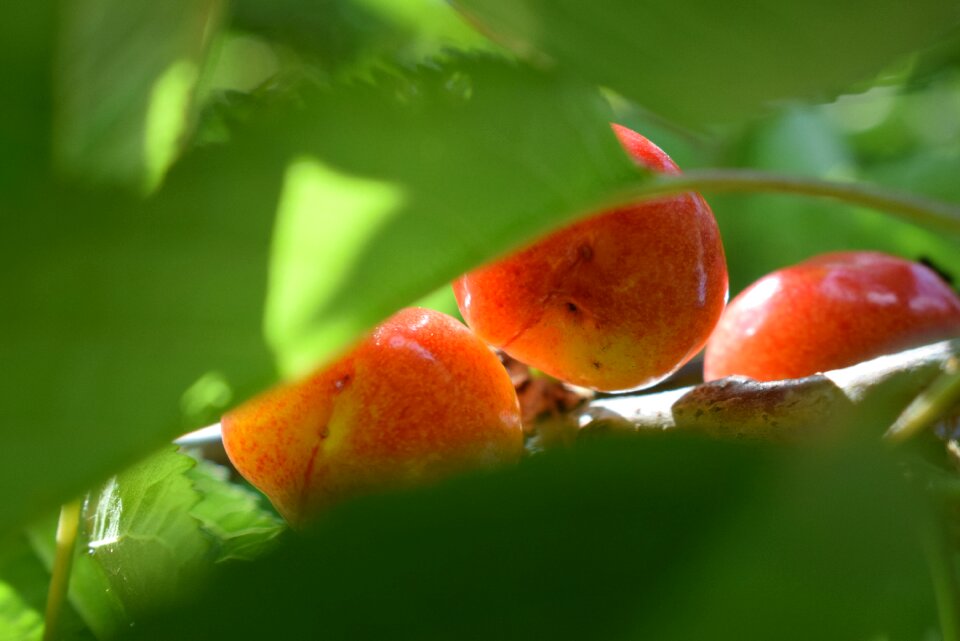 Cherry red fruit
