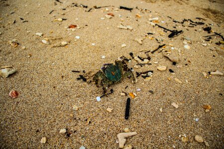 Island beach waterfront photo