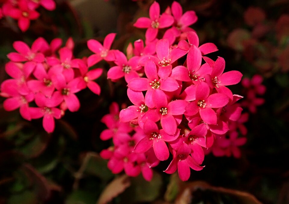 Garden nature