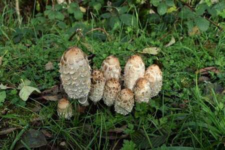 Fungus fungi