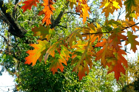 Oak colors foliage