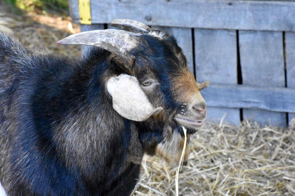 Livestock mammal horns photo