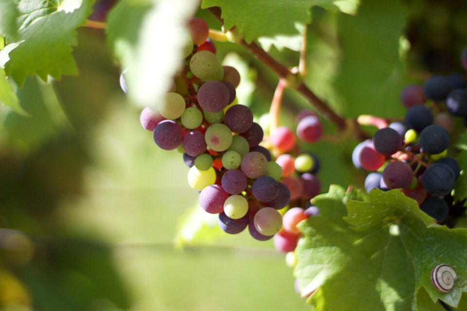Grape wine hungary