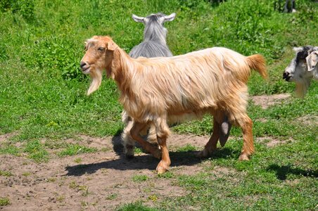Goats pasture attitude romania photo