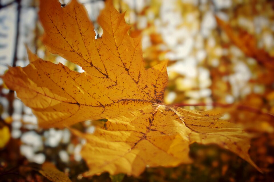 Sheet nature bokeh