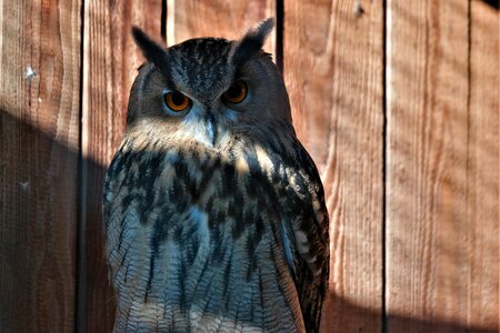 Animal world nature nocturnal