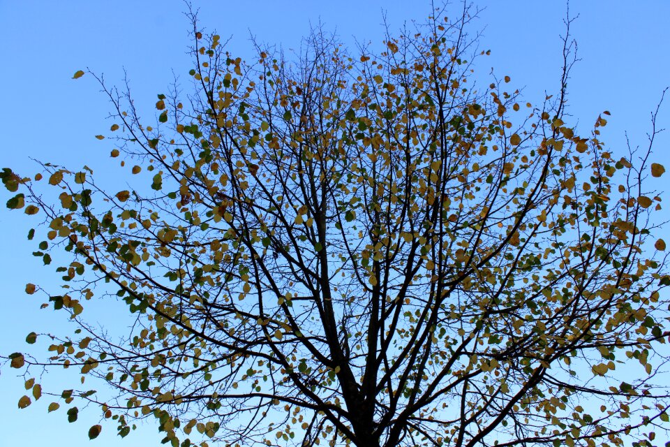 Fall colors fall leaves golden autumn