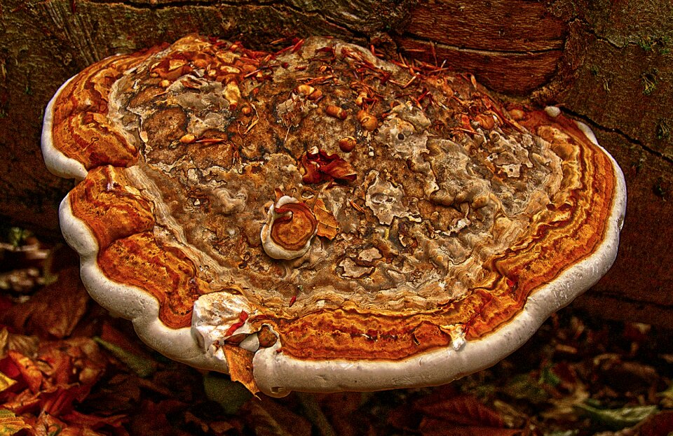 Sponge fomes fomentarius parasite