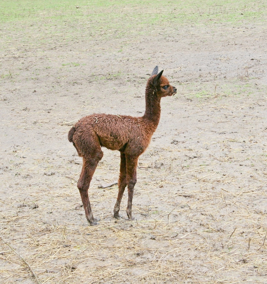 Mammal lama like wildlife park eifel germany