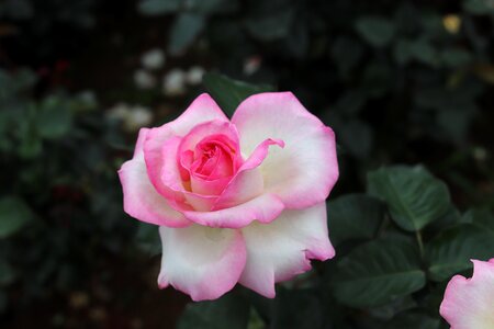 Beautiful affix botanical garden