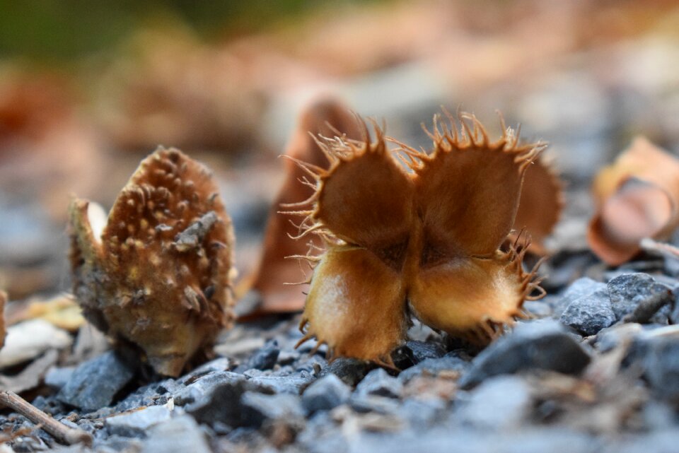 Beech nuts seeds beech