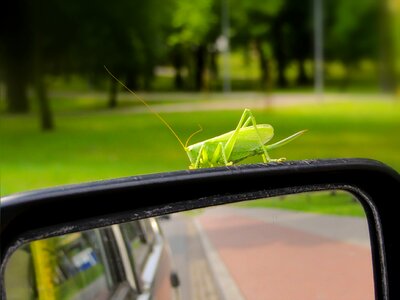 Rearview mirror auto animals