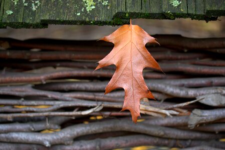 Autumn dry oak photo