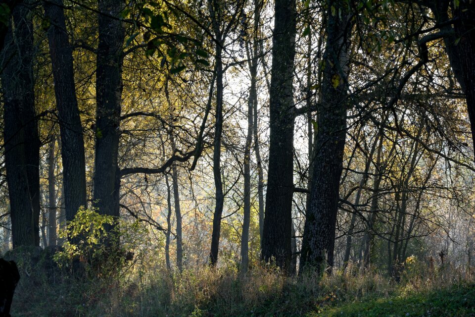 Tree in the morning morning