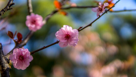 Pink sakura blooming