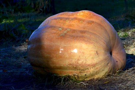 Halloween harvest decoration