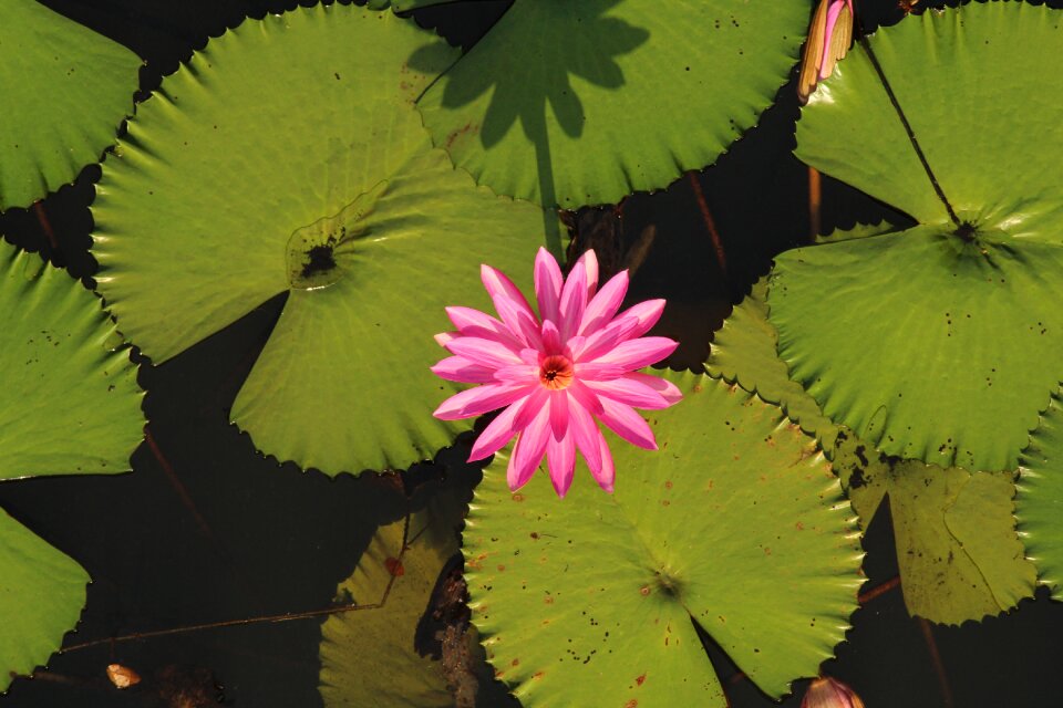 Nature pink blossom