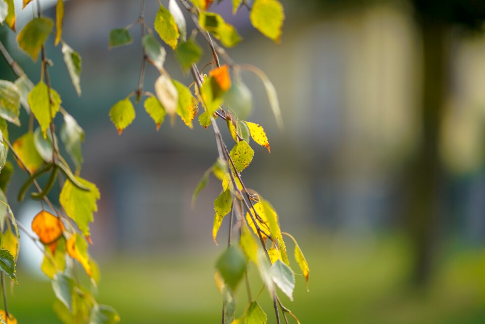 Outdoors bright garden