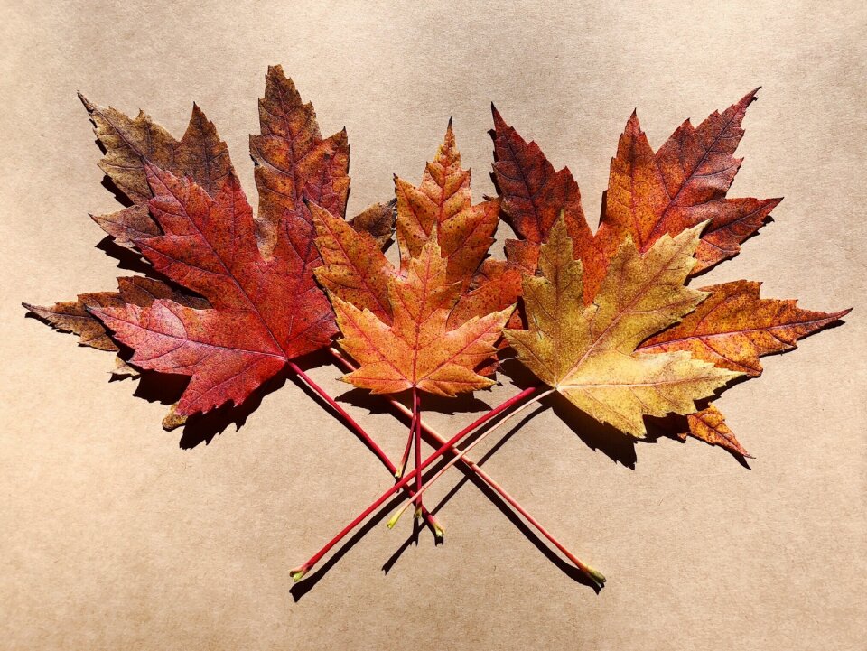 Colorful red orange