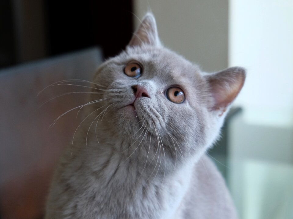 Animals funny cat