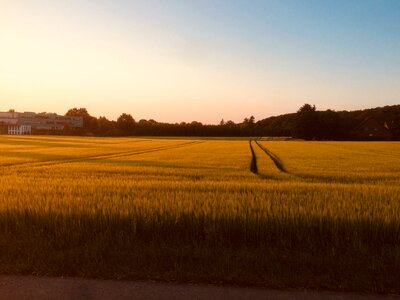 Sun nature barley photo
