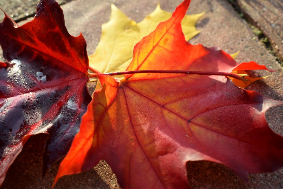 Maple forest fall foliage