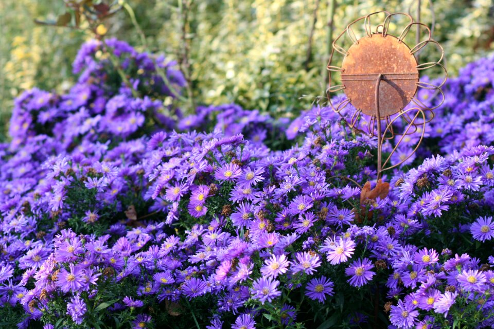 Bloom flowers deco