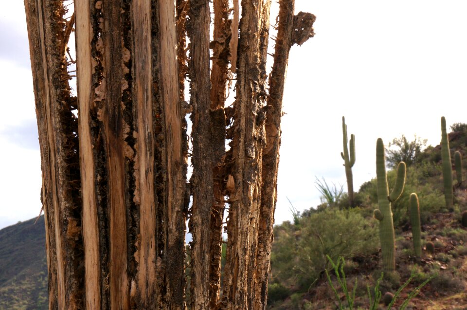 Cactus mountains landscape photo