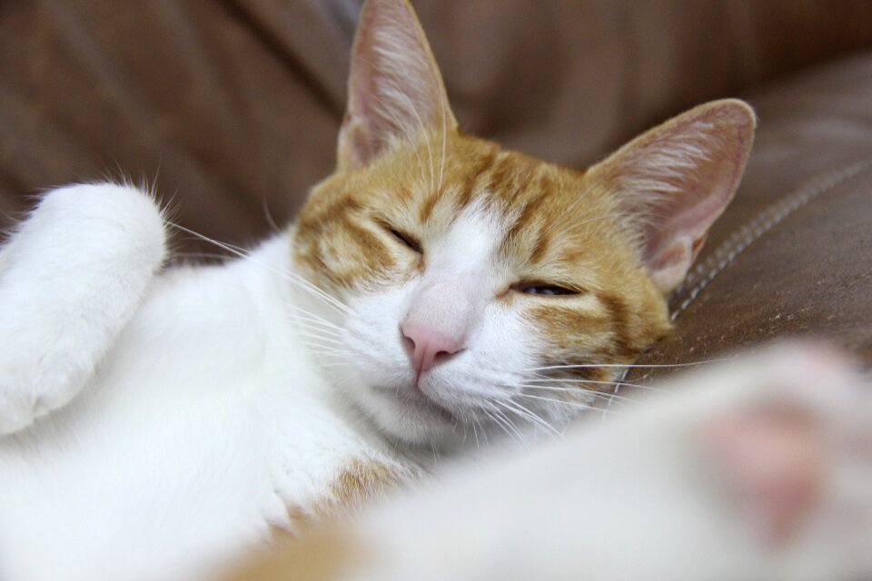 Cat sleep squinting