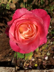 Nature blossom red