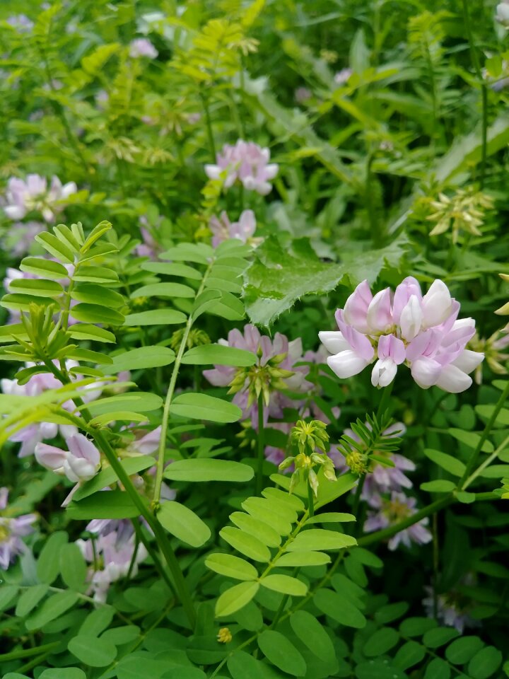 Herbs summer flowers