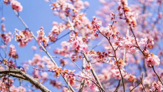 Pink sakura blooming