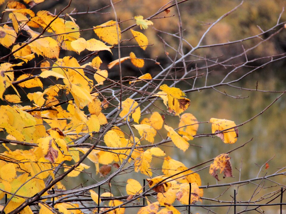 Leaves in the fall of tree