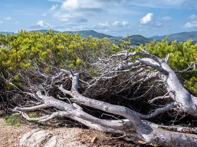 Roots nature clouds photo