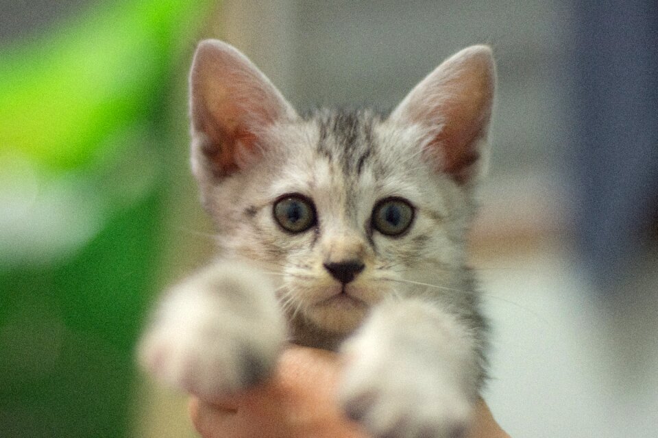 Animal animals pets