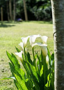 Spring bloom plant