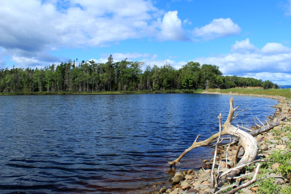 Water forest nature
