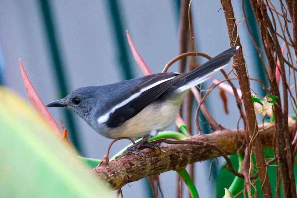 Common birds wings wild