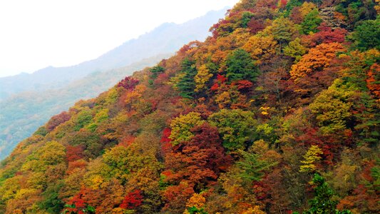 Autumn autumn leaves fall color
