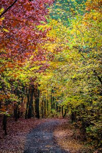 Foliage colorful the path photo