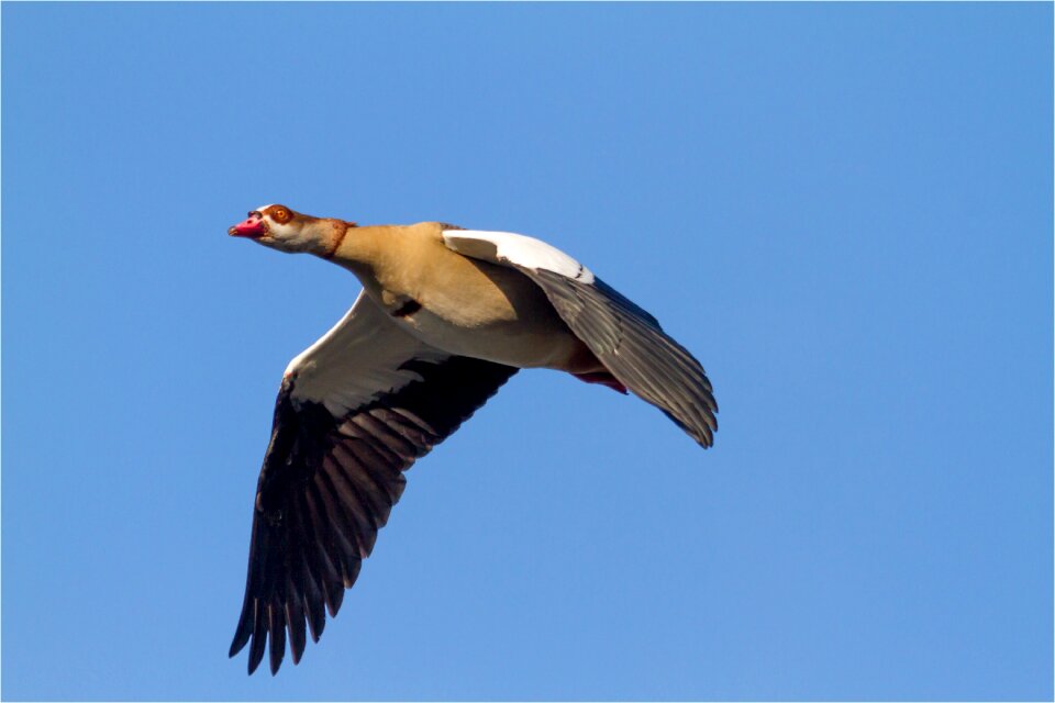 Sky nature flight