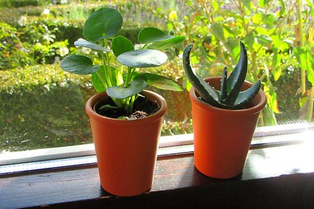 Home pot plant vegetable