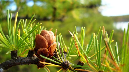 Branch conifers larix photo