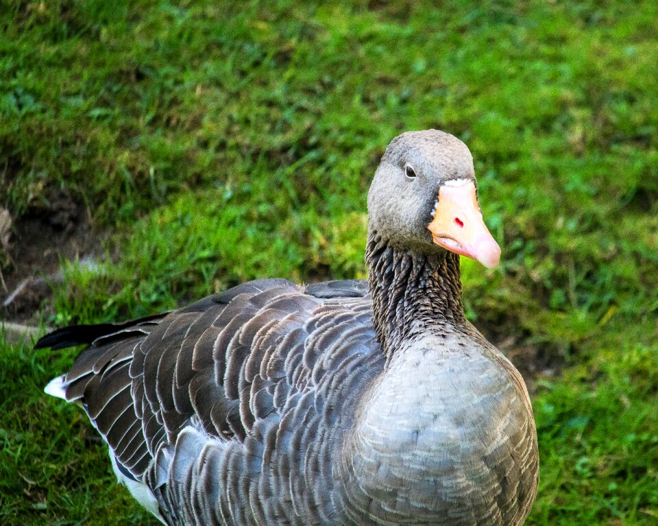 Animal animal world nature