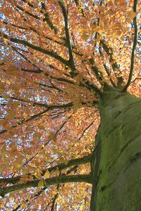 Leaves tree tribe