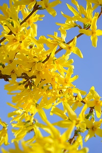 Blossom bloom bush photo