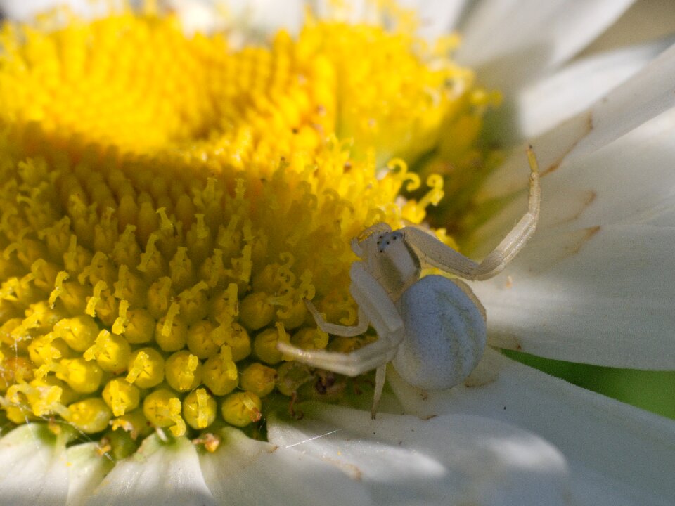 Flower lurking macro